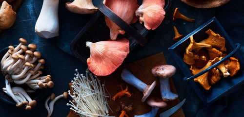 Autumn ingredients: mushrooms