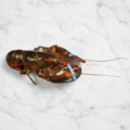 Canadian Lobster, Live, Small, 2 x 550-600g Reach Food Service Ltd SEAF-SPSH-0000170-147