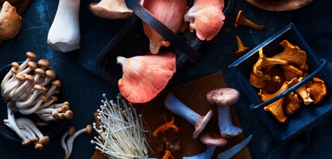 Autumn ingredients: mushrooms