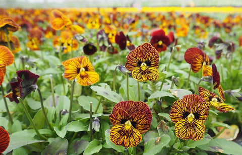 Edible Flowers and Micro-Herbs at Westlands 2018-07-02 20:29:00 +0100