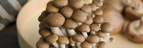 Asian Mushrooms