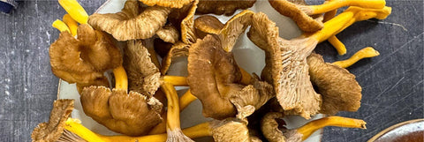 Chanterelles Mushrooms