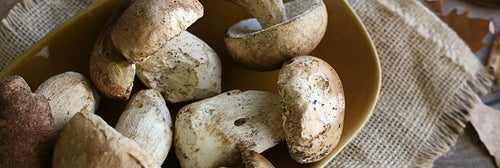 Porcini Mushrooms