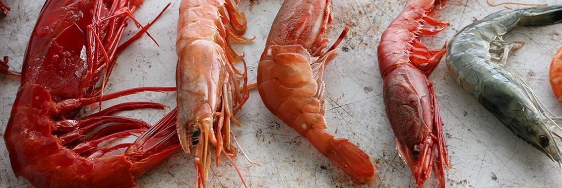 Specialist Prawns: Carabineros, Red & Tiger Prawns – Fine Food Specialist