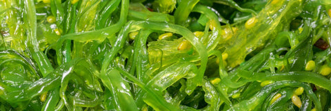 Seaweed