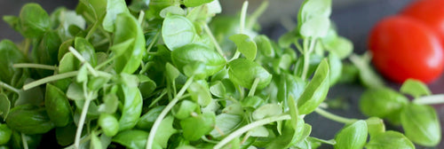 Micro Herbs & Herbs