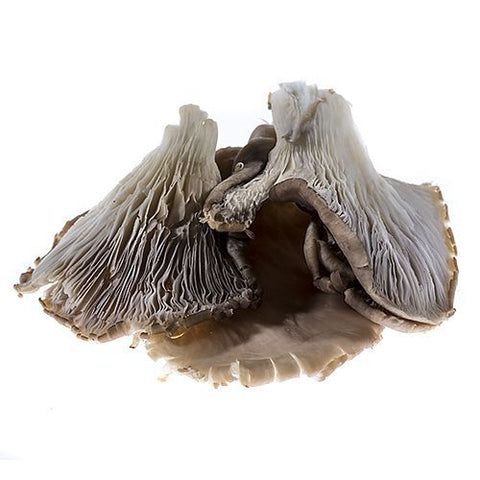 Grey Oyster Mushrooms, 1kg Bruce White Ltd MUSH-FRMU-0000430-147