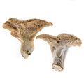 Pied de Mouton Mushrooms, Fresh Bruce White Ltd MUSH-FRMU-0000949-147