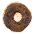 Portobello Mushrooms, 1.5kg Bruce White Ltd MUSH-FRMU-0000428-147