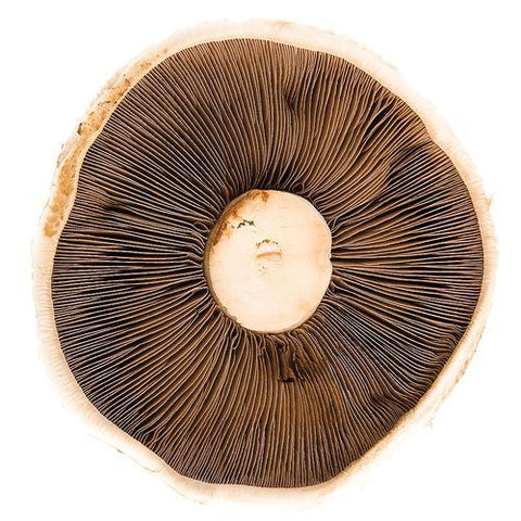 Portobello Mushrooms, 1.5kg Bruce White Ltd MUSH-FRMU-0000428-147