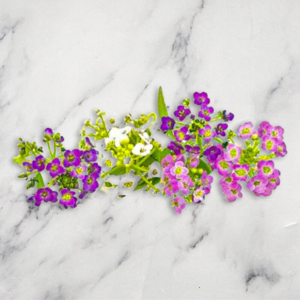 Alyssum Flowers x 1 Punnet