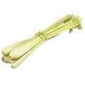 Baby Fennel, x 3 Bunches Nature's Choice Ltd GRGR-SPVG-0000338-147