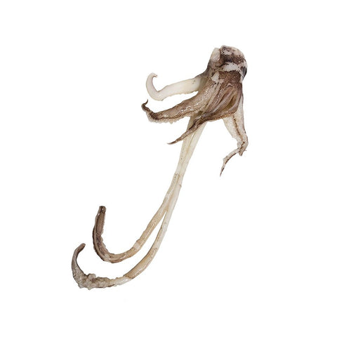 Squid, Fresh & Whole, 300-500g each, +/-2kg