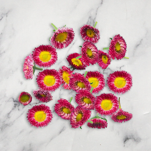 Bellis Daisies, x 1 Punnet Neil Brown Herbs (N.C.G) Limited GRGR-EDFL-0003480-147