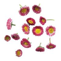 Bellis Daisies, x 1 Punnet