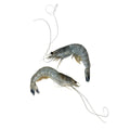 Obsiblue Prawns, Sashimi Grade, Frozen, 500g (11/12 Pcs) Reach Food Service Ltd SEAF-SPSH-0002691-148