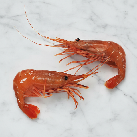 Botan Ebi Wild Spot Prawns, Sashimi, Frozen, 500g Reach Food Service Ltd SEAF-SPSH-0002642-148