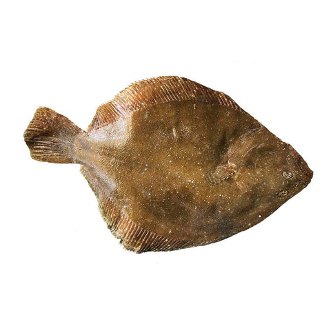Whole Brill, Fresh, 1-2kg Reach Food Service Ltd SEAF-FRFI-0000168-147