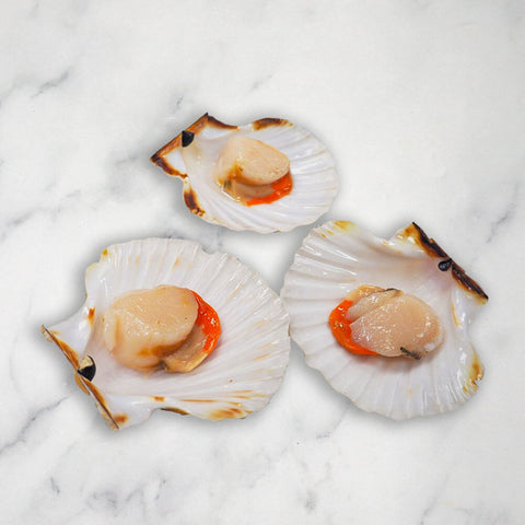 Brixham Scallops in Half Shell, Fresh, x 20 Ritter Courivaud Ltd A5-IBBQ-9PF1