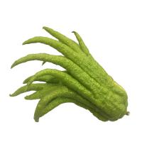 Buddha's Hand Fruit, x 1