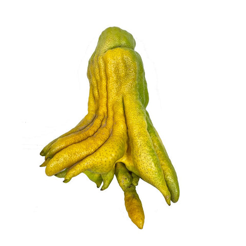Buddha's Hand Fruit, x 1 The Wasabi Company GRGR-SPFR-05-buddhashand