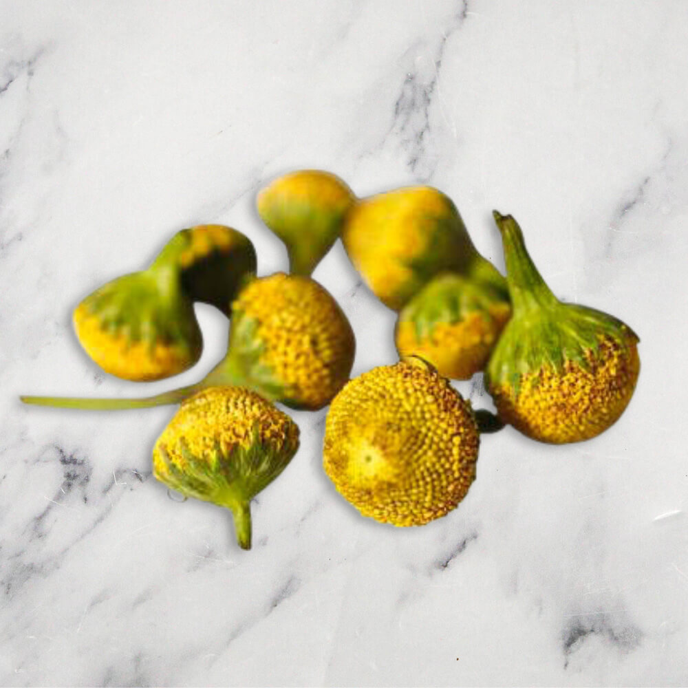 Buzz Buttons 1 x Punnet