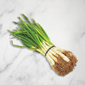 Calcot Onions, (20 - 25 units) Brindisa Limited GRGR-SPVG-0003788-147