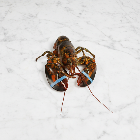 Canadian Lobster, Large, Live, 2 x 650-800g Reach Food Service Ltd SEAF-SPSH-0000171-147