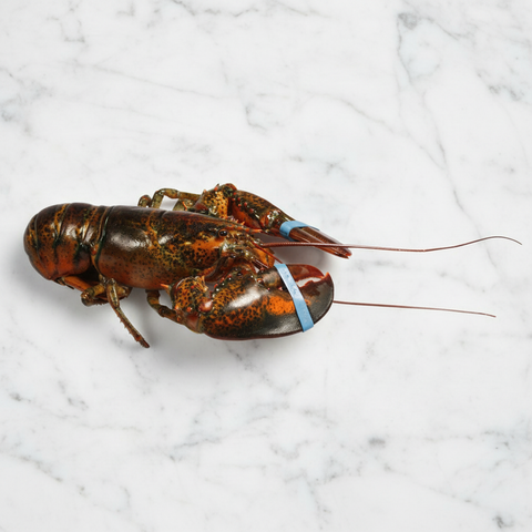 Canadian Lobster, Live, Small, 2 x 550-600g Reach Food Service Ltd SEAF-SPSH-0000170-147