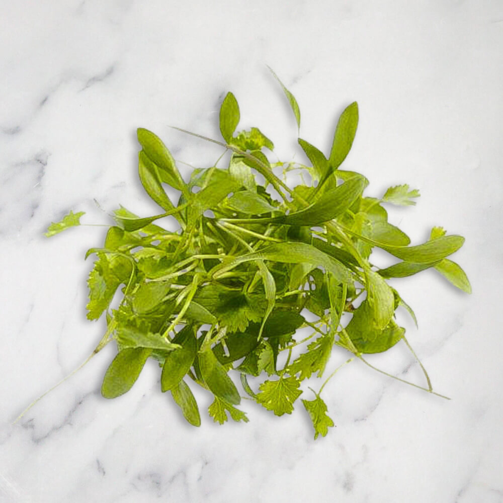 Coriander Micro Herb