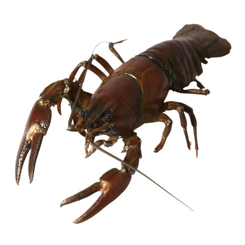 Crayfish, Live, Min Order 3kg (+/-60 Crayfish) Reach Food Service Ltd SEAF-SPSH-0000181-147