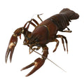 Crayfish, Live, Min Order 3kg (+/-60 Crayfish) Reach Food Service Ltd SEAF-SPSH-0000181-147