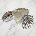 Cuttlefish, Fresh, Gross Weight +/-1kg, Net Weight +/-600g Reach Food Service Ltd CUTTLEFISH-FRESH-147
