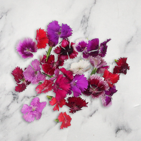 Dianthus, x 1 Punnet Neil Brown Herbs (N.C.G) Limited GRGR-EDFL-0003479-147
