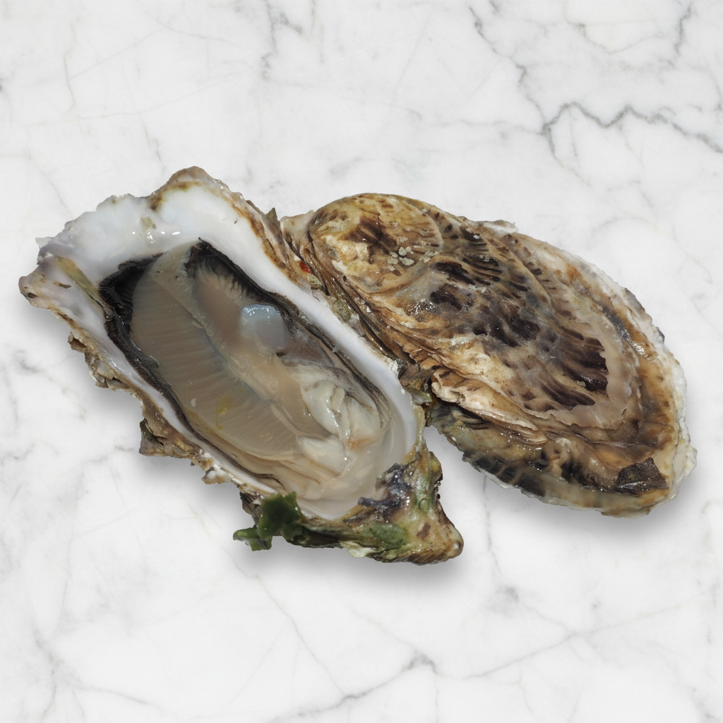 Fine Claire Oysters, Fresh, x 25
