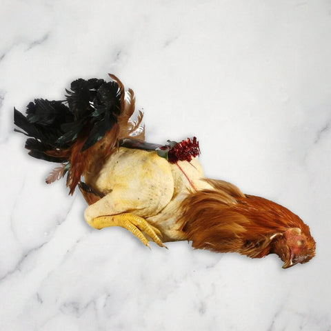 Free Range Landais Capon, Red label, +/-3.5kg - 3.8kg Smith and Brock MEPO-SPEPO-0000862-147