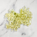 Fresh Elderflower, 100g Fine Food Specialist LIMITED FORA-EDFL-0003989-147
