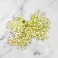 Fresh Elderflower, 100g Fine Food Specialist LIMITED FORA-EDFL-0003989-147