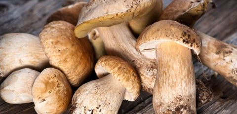 Fresh Porcini Mushrooms