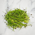 Garlic Chives Micro Herb, 30g Nature's Choice Ltd GRGR-MIHE-0000315-147