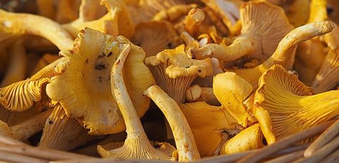 Girolle Mushrooms