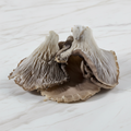 Grey Oyster Mushrooms, 1kg Bruce White Ltd MUSH-FRMU-0000430-147