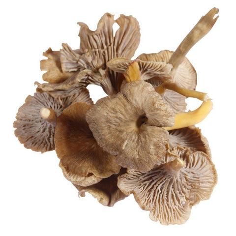 Grey Chanterelle Mushrooms, Fresh Bruce White Ltd MUSH-FRMU-0003814-147