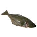 Halibut, Whole & Gutted, Fresh, 3-4kg Reach Food Service Ltd SEAF-FRFI-0000120-147