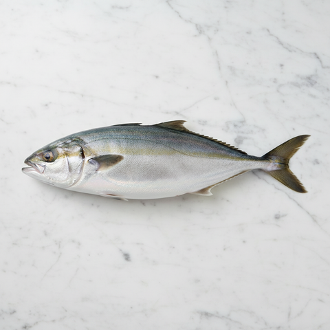 Hamachi, Sashimi Grade, Fresh, Scaled and Gutted, 2-3kg Reach Food Service Ltd SEAF-FRFI-0003385-147