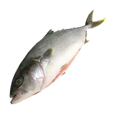 Hamachi, Sashimi Grade, Fresh, Scaled and Gutted, 2-3kg