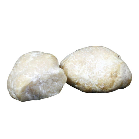 Honey Truffle, Fresh James Painter TRUF-FRTR-0002480-147