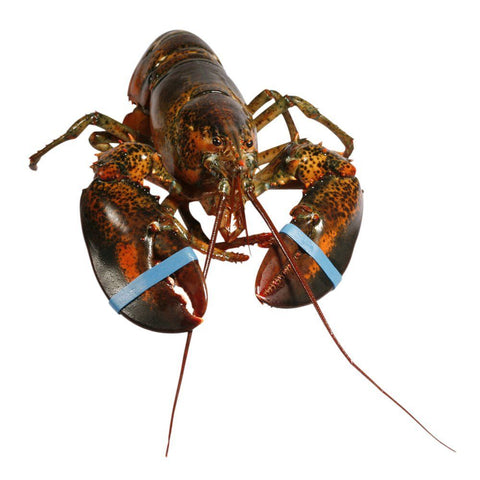 Canadian Lobster, Large, Live, 2 x 650-800g Reach Food Service Ltd SEAF-SPSH-0000171-147