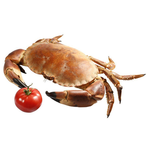 Brown Crab, Fresh, 2 x +/-1kg Reach Food Service Ltd SEAF-SPSH-0000537-147