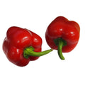 Miniature Red Peppers, +/-500g Nature's Choice Ltd GRGR-SPVG-0004040-147-500g